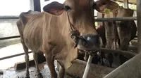 Waspadai ciri-ciri hewan kurban yang tidak sehat, seperti tubuh kurus, mata sayu, dan kurang aktif. Pemkab Gunungkidul gencar melakukan pengawasan untuk memastikan daging kurban aman dan layak konsumsi.