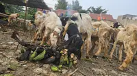 Simak cara menghindari GERD saat Idul Adha 2025 akibat makan daging berlebihan. Ikuti tips dari Prof. Ari agar momen kurban tetap lancar dan sehat. (Foto: Aditya Eka Prawira/Liputan6.com)